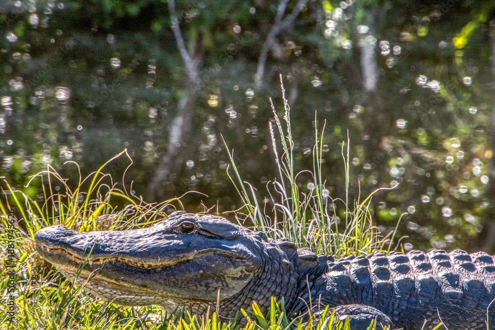 Fototapeta premium A large alligator is laying in the grass. The grass is green and the water is in the background