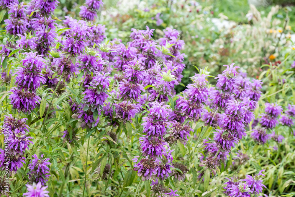 Fototapeta premium Beautiful lemon beebalm (monarda citriodora) flowers.