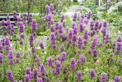 Beautiful lemon beebalm (monarda citriodora) flowers.