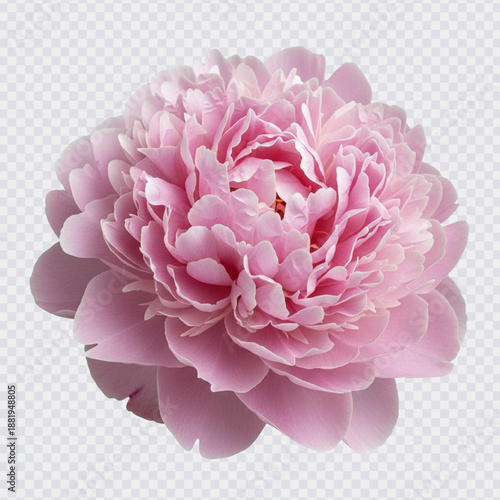 
A lush, fully bloomed pink peony flower with many petals and a soft, elegant appearance, isolated on a white background.