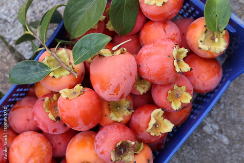 persimmon cut from the tree in the box. fresh kaki