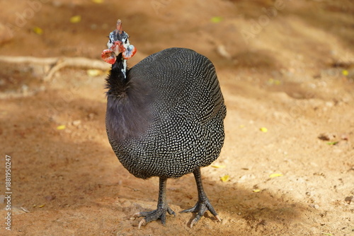 Tableau sur toile The helmeted guinea fowl (Numida meleagris) is the best known of the guinea fowl bird family, Numididae, and the only member of the genus Numida