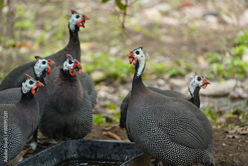 Tableau sur toile The helmeted guinea fowl (Numida meleagris) is the best known of the guinea fowl bird family, Numididae, and the only member of the genus Numida