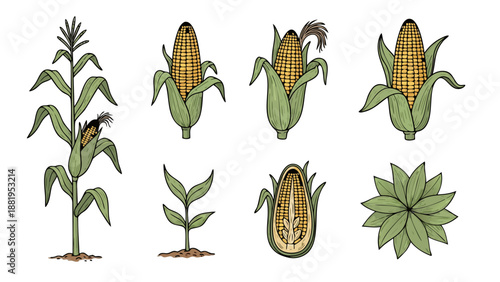 Collection of corn plant growth stages and parts, illustrated in a vintage style