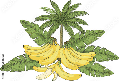 Tropical Banana Tree Illustration Featuring Large Green Leaves, Ripe Banana Clusters, Palm Foliage, and Detailed Hand-Drawn Botanical Elements