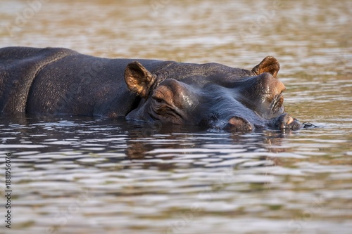 Hippopotamus (Hippopatamus amphibius) in the water, Chobe River, Ihaha, Chobe National Park, Botswana