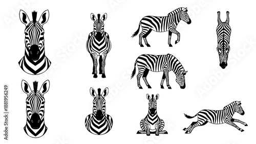 Collection of stylized black and white zebra illustrations in various poses and views