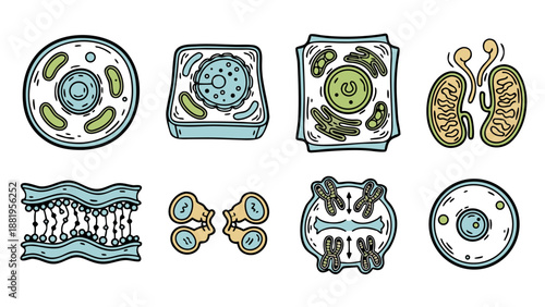 Collection of colorful cartoon cell diagrams and biological structures