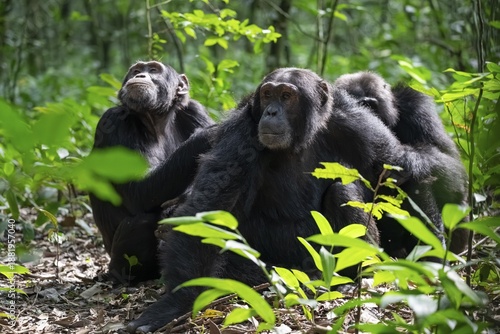 Three chimpanzees (Pan Troglodytes), adult male spawning, grooming in the jungle, Kibale National Park, Uganda