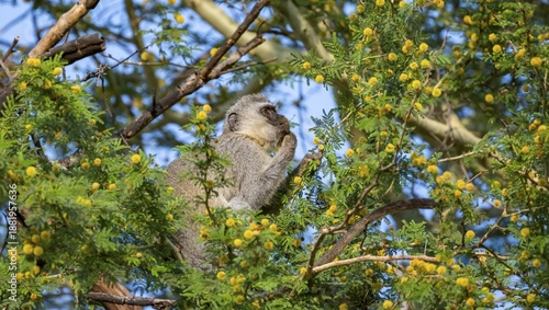 Southern vervet monkey (Chlorocebus pygerythrus) sitting in a flowering tree, eating yellow flowers of an acacia tree, Kruger National Park, South Africa