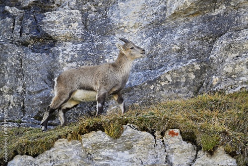 Alpine ibex (Capra ibex), goat standing in steep terrain, Canton of St. Gallen, Switzerland