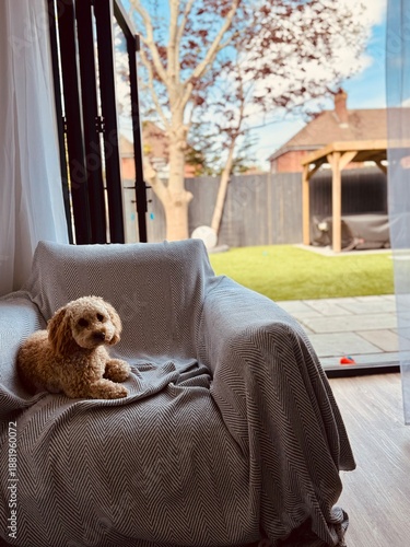 Tableau sur toile Cute puppy looking at camera while lazing on a big chair