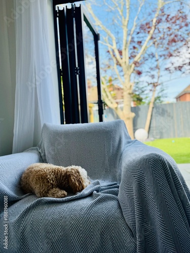 Fotografie Cute puppy lazing on huge chair