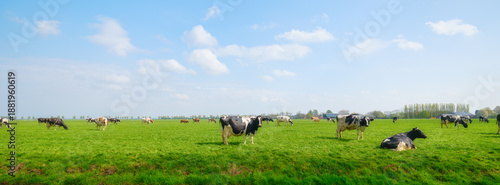 A scenic view of cattle grazing freely on a rural meadow during a sunny day. The image features a healthy herd under a vibrant sky with soft clouds.
