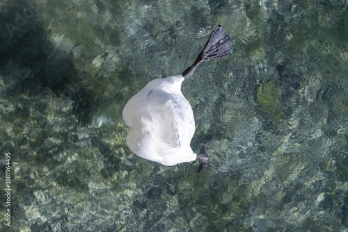 Swan upside down in the water
