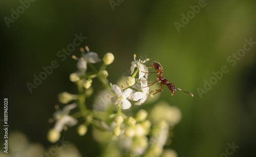 Wallpaper Mural European fire ant (Myrmica rubra) sitting on a white flower, Bavaria, Germany Torontodigital.ca