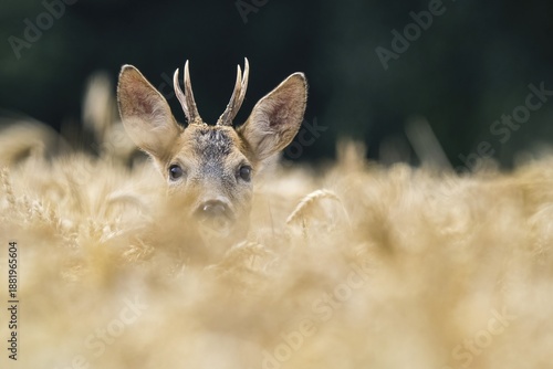 European roe deer (Capreolus capreolus) in a grain field, Hesse, Germany