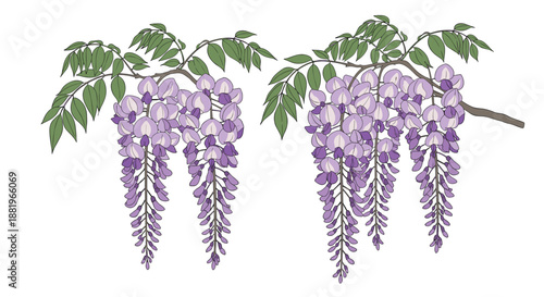 Beautiful purple wisteria flowers hanging elegantly from branches with green leaves in a delicate botanical illustration.