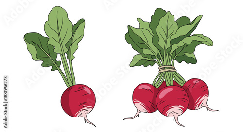 Fresh red radishes with vibrant green leaves displayed as a single root and a tied bunch in a detailed hand-drawn botanical illustration style.