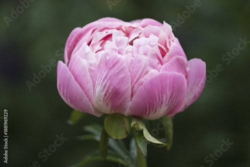 Peony Paeonia Coral Charm), Emsland, Lower Saxony, Germany