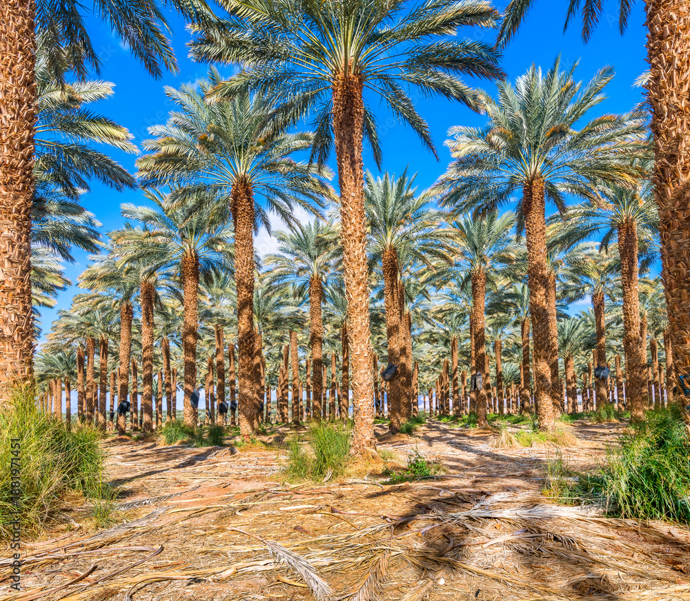 Obraz premium Plantation of date palms. Healthy food and sustainable industrial agriculture production. Date palm is ancient plant and famous food crop in the Middle East and North Africa with history for 5000 year