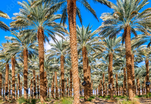 Plantation of date palms. Healthy food and sustainable industrial agriculture...