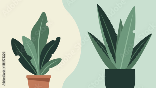 Two potted green plants, one with broad leaves, the other with spiky
