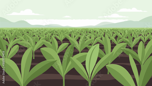 Vast green plants grow in neat rows under a pale sky with distant mountains
