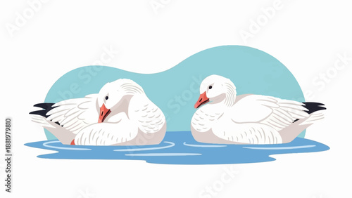 Two white geese rest peacefully in calm, blue water