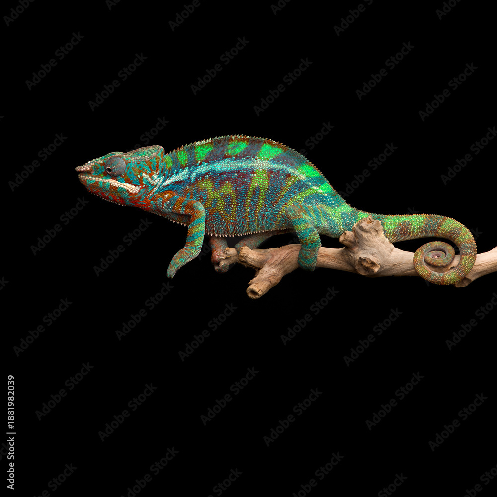 Fototapeta premium colourful lizard Panther chameleon isolated on black background 