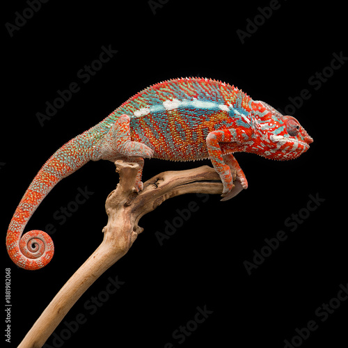 colourful lizard Panther chameleon isolated on black background
