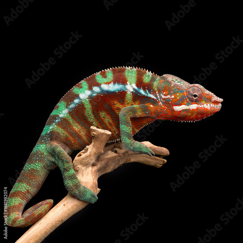 colourful lizard Panther chameleon isolated on black background
