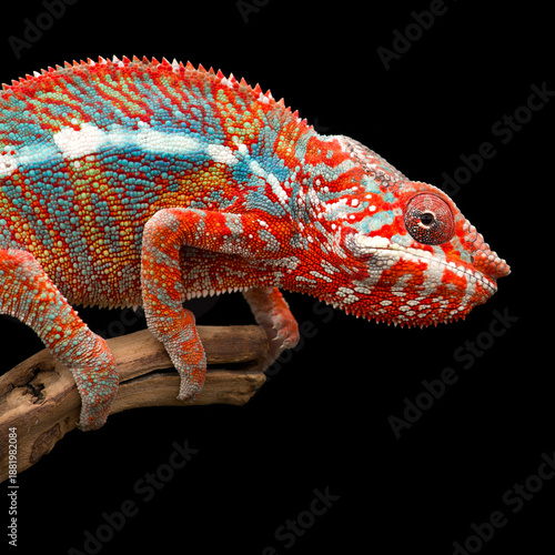 colourful lizard Panther chameleon isolated on black background
