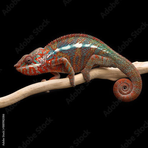 colourful lizard Panther chameleon isolated on black background
