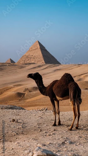 A camel stands among the famous pyramids in the vast desert.