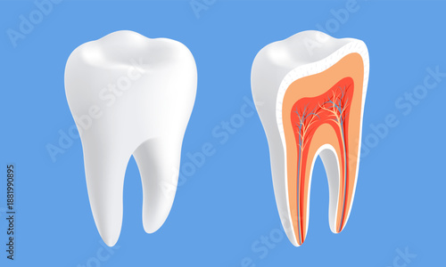 Healthy human tooth in cross-section. Close-up. Isometric projection. Vector illustration.
