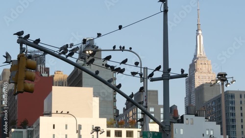 Wallpaper Mural New York City, United States of America. Manhattan Midtown Hells Kitchen urban cityscape architecture. Pigeon birds. Empire State Building on 34 street, 5 avenue. Skyscraper tower, Port Authority area Torontodigital.ca
