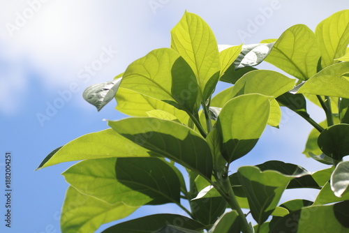Wallpaper Mural Green young avocado leaf  with sky background Torontodigital.ca