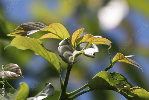 Wallpaper Mural Green young avocado leaf  with sky background Torontodigital.ca