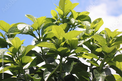 Wallpaper Mural Green young avocado leaf  with sky background Torontodigital.ca