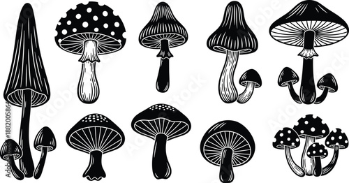 Mushroom silhouettes, forest fungi icons, edible and poisonous mushroom collection, black vector illustration, nature botanical set, isolated background