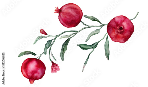 Pomegranate Fruit Branch with flower. Hand drawn watercolor illustration of red tropical Food on white isolated background. Drawing of pink red pomegranate tree with leaves. Sketch of juicy for menu.