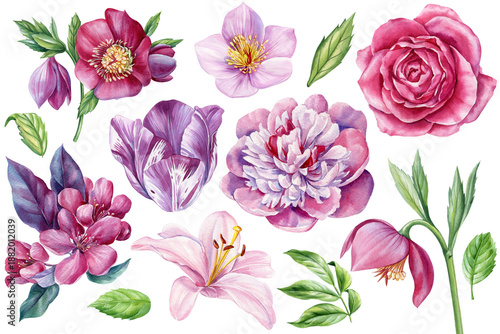 Pink and purple watercolor floral set with rose peony lily tulip cherry blossom and leaves isolated on white