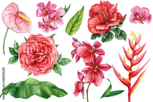 Tropical botanical watercolor set with anthurium hibiscus rose orchid heliconia banana leaf and exotic floral elements