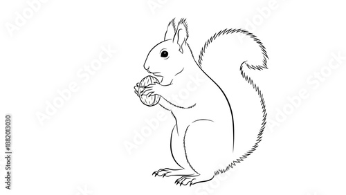 Cute Squirrel Holding and Eating an Acorn on Isolated White Background