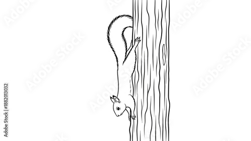Squirrel climbing down tree trunk, outline illustration, isolated white background