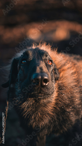 Wallpaper Mural Close-up of a black dog with expressive eyes in warm lighting. Torontodigital.ca