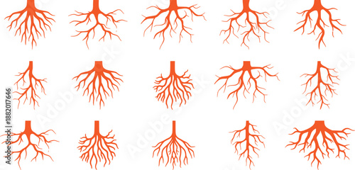 Tree Roots Vector Set – Plant Root System Underground Nature Illustration Collection