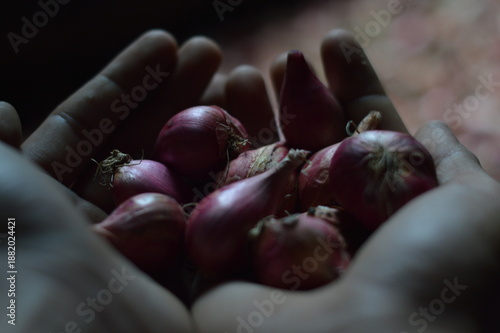 A close-up shot of a farmer's hand holding several fresh red shallots 
with a blurred background of a shallot heap. Authentic farm-to-table photography.