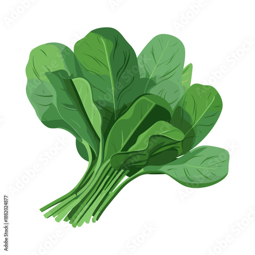 Fresh Green Spinach Leaves Bunch Vector Illustration
